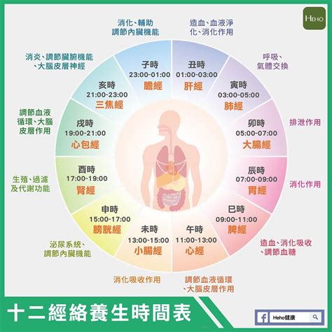 十二經絡養生時間表|一張圖看十二經絡養生時間表，依循作息養生事半功倍！